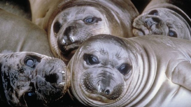 Group of baby elephant seals